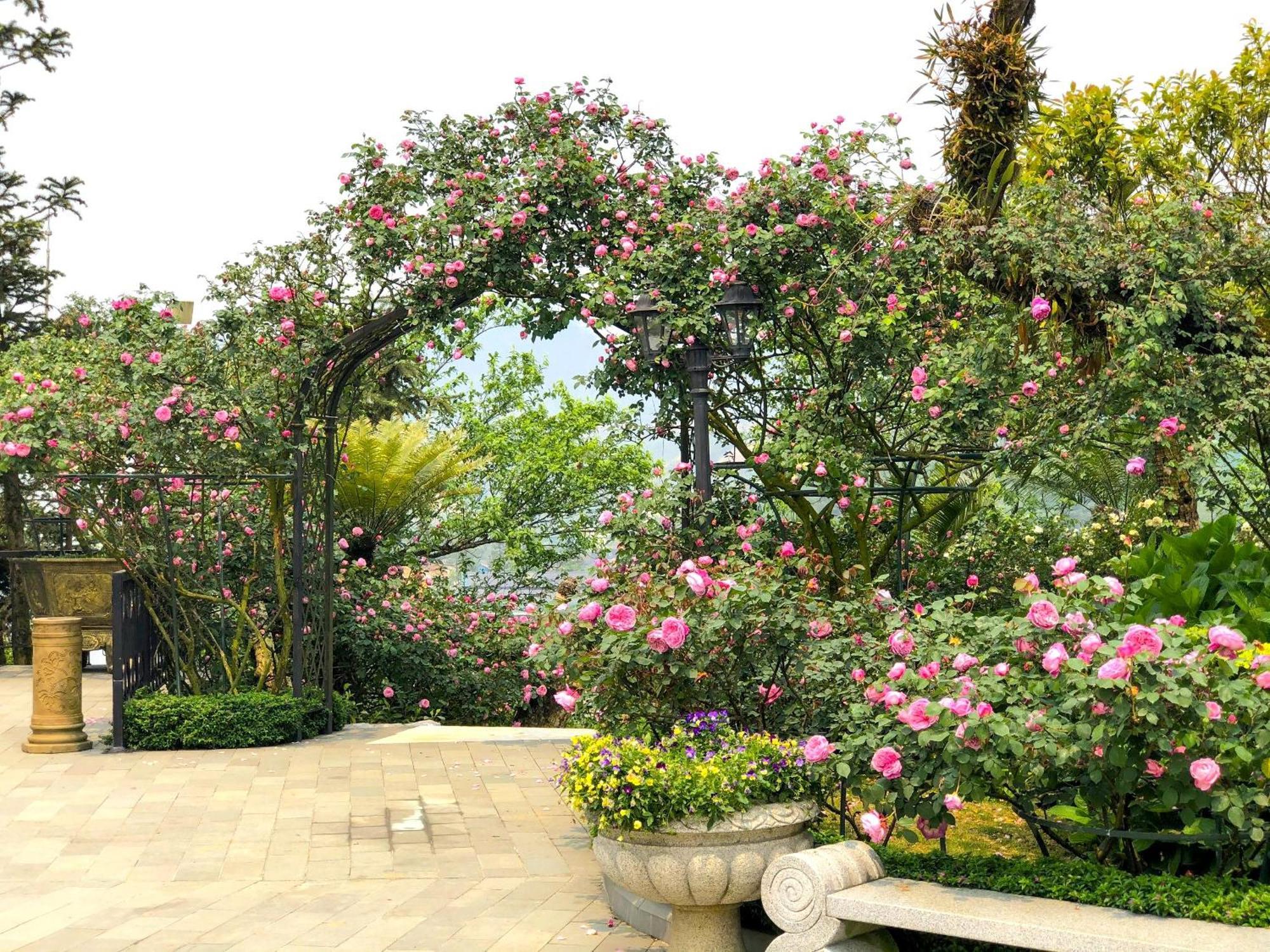 Silk Path Grand Sapa Resort & Spa Dış mekan fotoğraf Rose Garden
